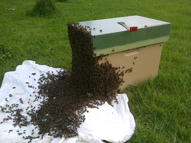 Essaim d'abeilles en cours de récupération